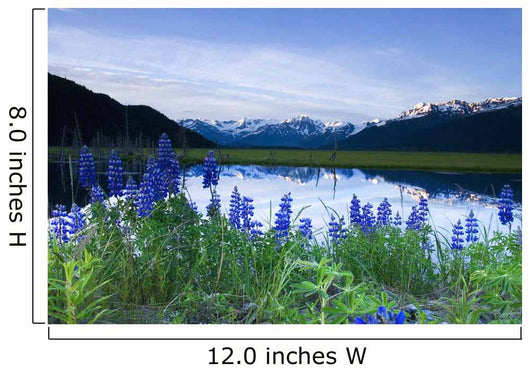 Lupine Blooms along Pond Wall Decal