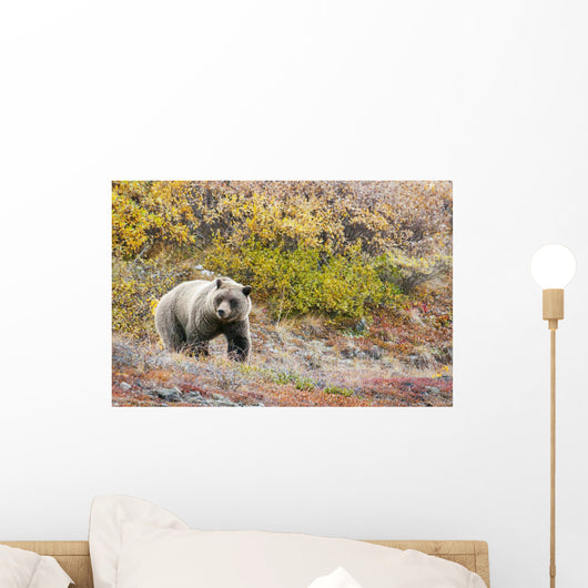 Brown Bear Walks Along Wall Mural