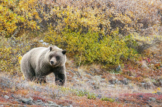 Brown Bear Walks Along Wall Mural