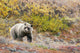 Brown Bear Walks Along Wall Mural