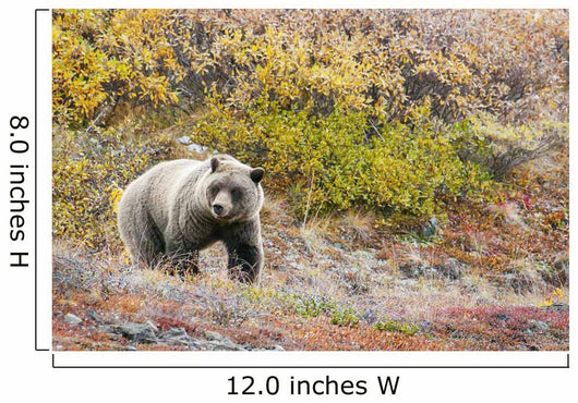 Brown Bear Walks Along Wall Mural
