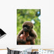 Monkey and Fingers Wall Mural