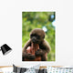Monkey and Fingers Wall Mural