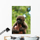 Monkey and Fingers Wall Mural
