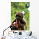 Monkey and Fingers Wall Mural