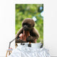 Monkey and Fingers Wall Mural