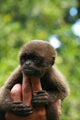 Monkey and Fingers Wall Mural