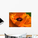 Great Orange - Poppy Wall Mural