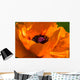 Great Orange - Poppy Wall Mural