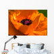 Great Orange - Poppy Wall Mural