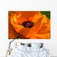 Great Orange - Poppy Wall Mural