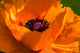 Great Orange - Poppy Wall Mural