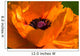 Great Orange - Poppy Wall Mural