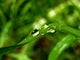 Drop