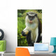Caribbean, Mona Monkey at Grand Etang National Park Wall Mural