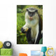 Caribbean, Mona Monkey at Grand Etang National Park Wall Mural