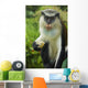 Caribbean, Mona Monkey at Grand Etang National Park Wall Mural