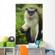 Caribbean, Mona Monkey at Grand Etang National Park Wall Mural