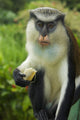 Caribbean, Mona Monkey at Grand Etang National Park Wall Mural