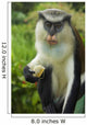 Caribbean, Mona Monkey at Grand Etang National Park Wall Mural
