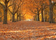 Avenue in autumn Wall Mural