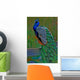 it's peacock Wall Mural