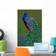 it's peacock Wall Mural