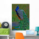 it's peacock Wall Mural
