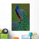 it's peacock Wall Mural