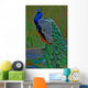 it's peacock Wall Mural