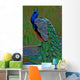 it's peacock Wall Mural