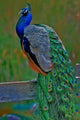it's peacock Wall Mural