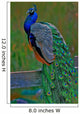 it's peacock Wall Mural