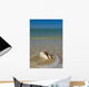 USA, Florida, Florida Keys, Conch shell on sandy beach Wall Mural