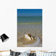 USA, Florida, Florida Keys, Conch shell on sandy beach Wall Mural