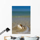 USA, Florida, Florida Keys, Conch shell on sandy beach Wall Mural
