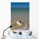 USA, Florida, Florida Keys, Conch shell on sandy beach Wall Mural