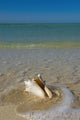 USA, Florida, Florida Keys, Conch shell on sandy beach Wall Mural