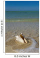 USA, Florida, Florida Keys, Conch shell on sandy beach Wall Mural