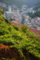 Vineyards In Riomaggiore, Cinque Terra, Liguria, Italy Wall Mural