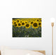 Sunflowers Around San Casciano Dei Bagni, Tuscany, Italy Wall Mural