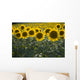 Sunflowers Around San Casciano Dei Bagni, Tuscany, Italy Wall Mural