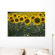Sunflowers Around San Casciano Dei Bagni, Tuscany, Italy Wall Mural