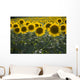 Sunflowers Around San Casciano Dei Bagni, Tuscany, Italy Wall Mural