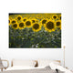 Sunflowers Around San Casciano Dei Bagni, Tuscany, Italy Wall Mural
