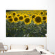 Sunflowers Around San Casciano Dei Bagni, Tuscany, Italy Wall Mural