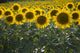 Sunflowers Around San Casciano Dei Bagni, Tuscany, Italy Wall Mural