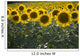Sunflowers Around San Casciano Dei Bagni, Tuscany, Italy Wall Mural