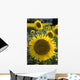 Sunflowers Around San Casciano Dei Bagni, Tuscany, Italy Wall Mural
