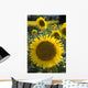 Sunflowers Around San Casciano Dei Bagni, Tuscany, Italy Wall Mural